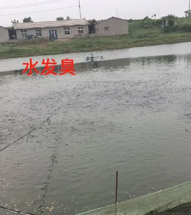 【鱼虾专题】高温期阴雨天对池塘的影响及应对措施