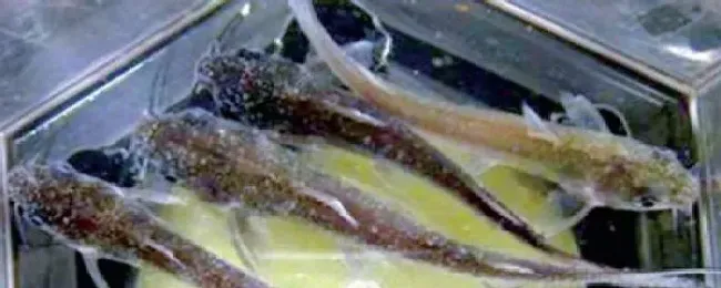 【看图识病】淡水鱼类小瓜虫病的诊断方法