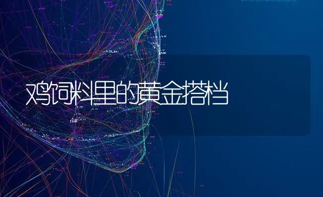 鸡饲料里的黄金搭档 | 家禽养殖