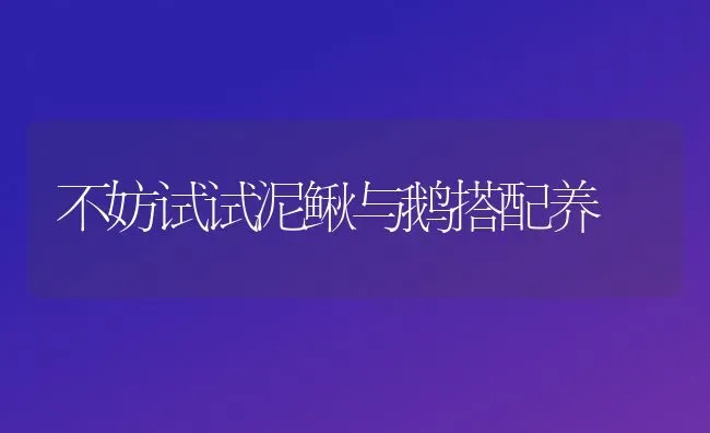 不妨试试泥鳅与鹅搭配养 | 家禽养殖