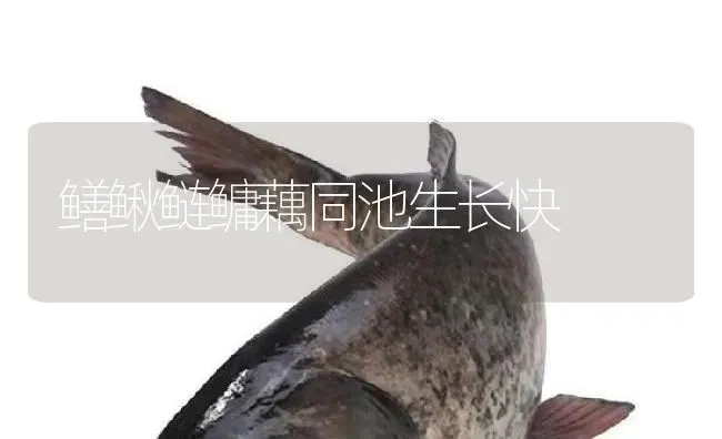 鳝鳅鲢鳙藕同池生长快 | 淡水养殖