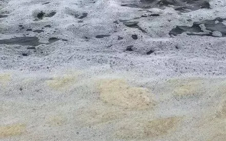 菌藻失衡造成的对虾塘倒藻处理一例