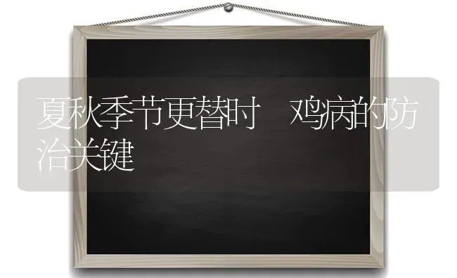 夏秋季节更替时 鸡病的防治关键 | 家禽养殖