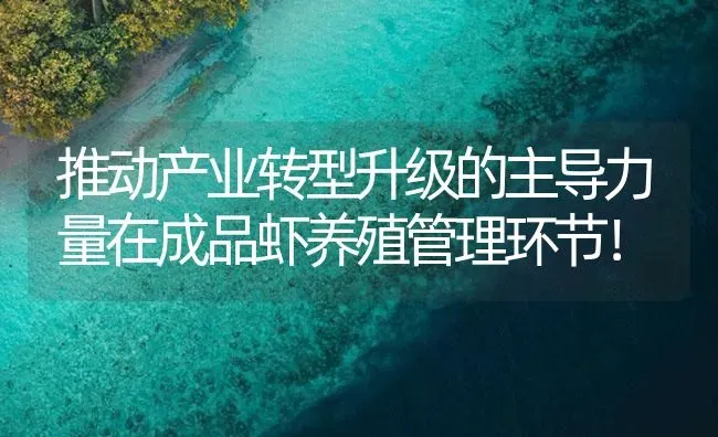 推动产业转型升级的主导力量在成品虾养殖管理环节！ | 海水养殖