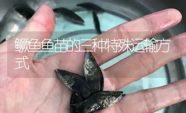 鳜鱼鱼苗的三种特殊运输方式 | 淡水养殖