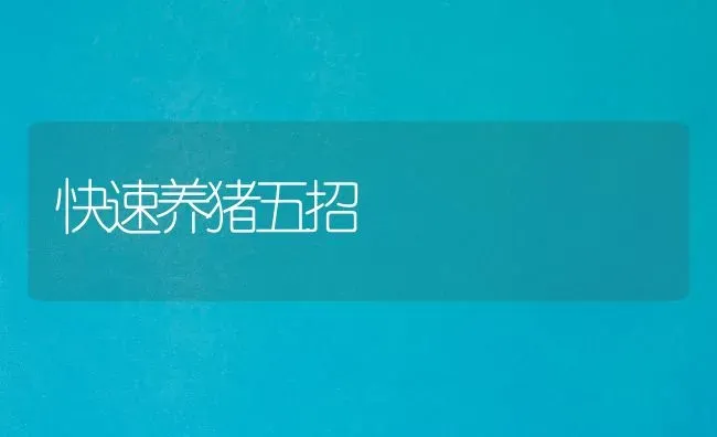 快速养猪五招 | 家畜养殖