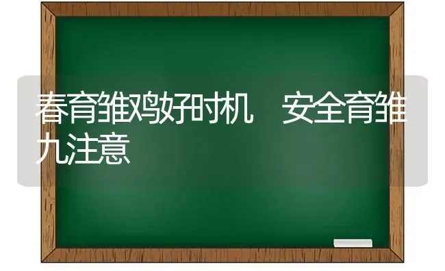 春育雏鸡好时机 安全育雏九注意 | 家禽养殖