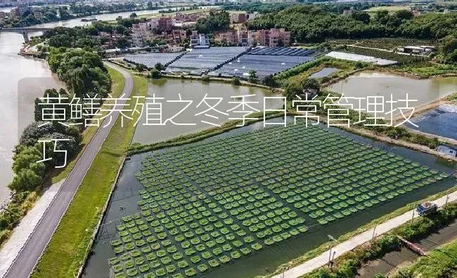 黄鳝养殖之冬季日常管理技巧 | 淡水养殖