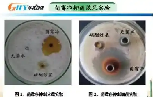 鳃霉病的发生原因与防治方法