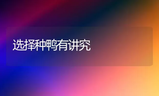 选择种鸭有讲究 | 家禽养殖
