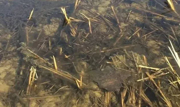 冬春季节养殖小龙虾第三篇：青苔处理