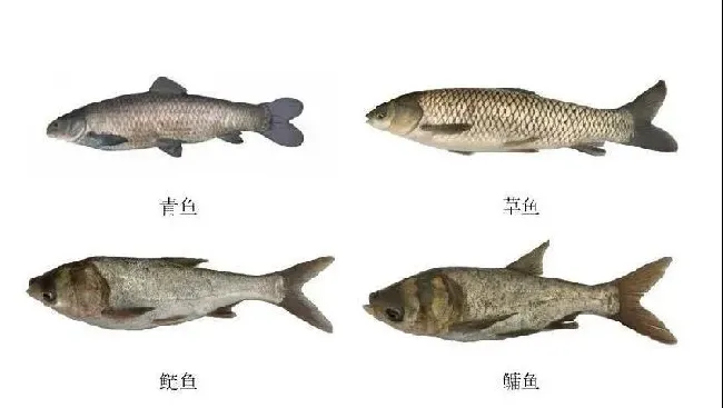 成品鱼养殖的苗种放养密度！没有公式或者标准来套用！