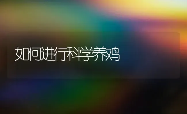 如何进行科学养鸡 | 家禽养殖