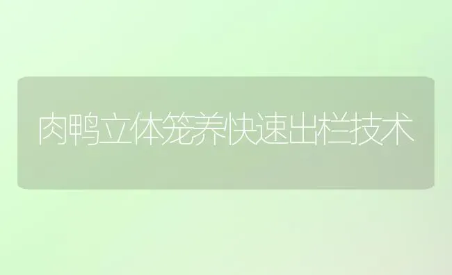 肉鸭立体笼养快速出栏技术 | 家禽养殖