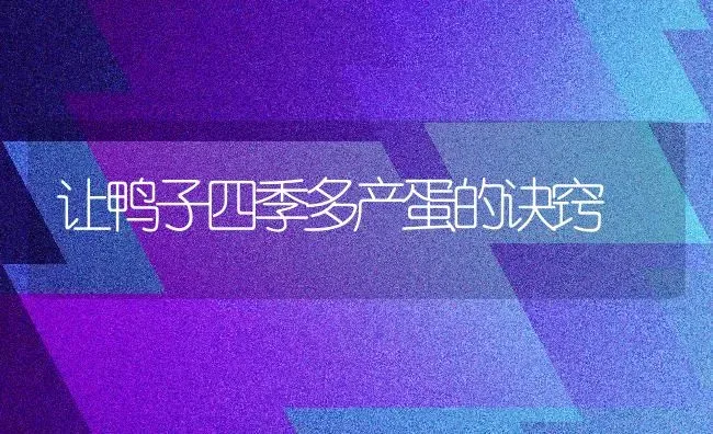 让鸭子四季多产蛋的诀窍 | 家禽养殖