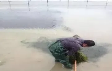 河蟹塘水浑、草脏怎么办？—肥水补碳，除脏长草！