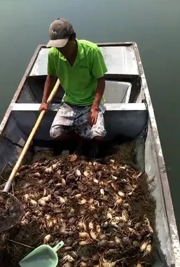 河蟹五壳翻倍，这些管理必不可少！