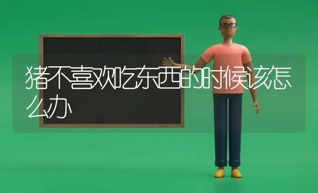 猪不喜欢吃东西的时候该怎么办 | 家畜养殖
