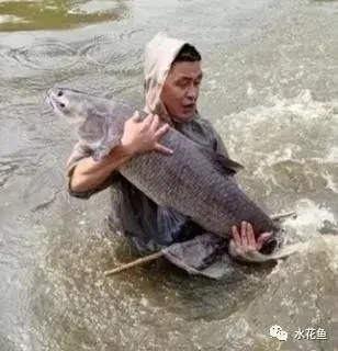 成品鱼养殖的苗种放养密度！没有公式或者标准来套用！