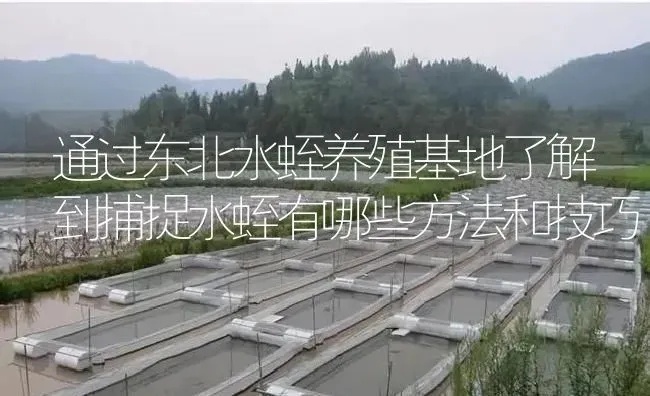 通过东北水蛭养殖基地了解到捕捉水蛭有哪些方法和技巧 | 特种养殖