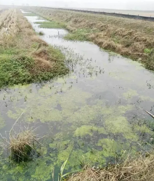 冬春季节养殖小龙虾第三篇：青苔处理