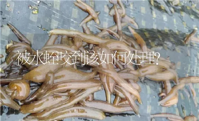 被水蛭咬到该如何处理？ | 特种养殖