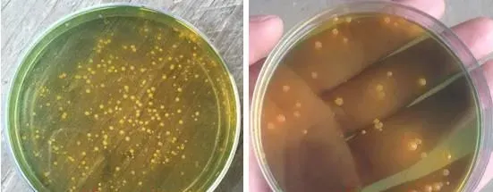 粤海EMS克星专治南美白对虾肠道弧菌