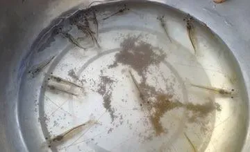 南美白对虾前期偷死的原因分析及防控方法