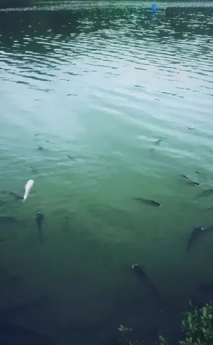 低温时，池塘氨氮高引起的鱼儿浮头怎么办