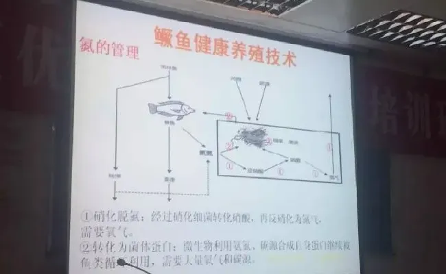 桂花鱼养殖技术培训班心得体会分享