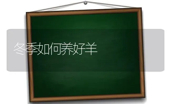 冬季如何养好羊 | 家畜养殖
