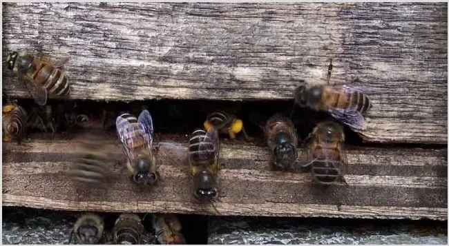 牛粪涂蜂箱有什么作用？ | 动物饲养方法