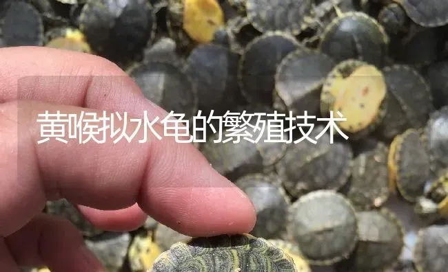 黄喉拟水龟的繁殖技术 | 淡水养殖