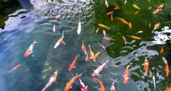 成品鱼养殖的苗种放养密度！没有公式或者标准来套用！