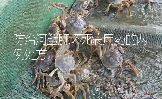 防治河蟹肝坏死病用药的两例处方 | 养殖病虫害防治