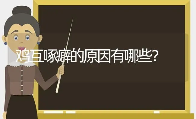 鸡互啄癖的原因有哪些？ | 家禽养殖