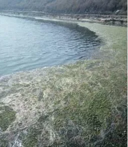 三伏天主养区海参大量偷死的真相