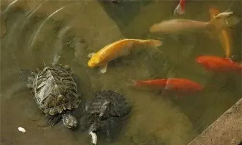 成品鱼养殖的苗种放养密度！没有公式或者标准来套用！
