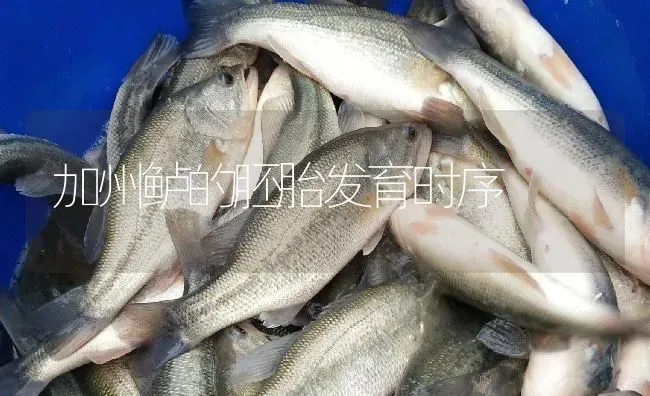 加州鲈的胚胎发育时序 | 淡水养殖