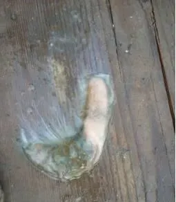 三伏天主养区海参大量偷死的真相