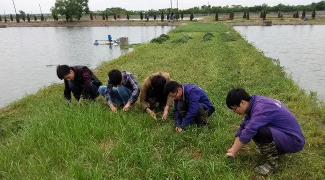 春季草鱼不吃草怎么办?