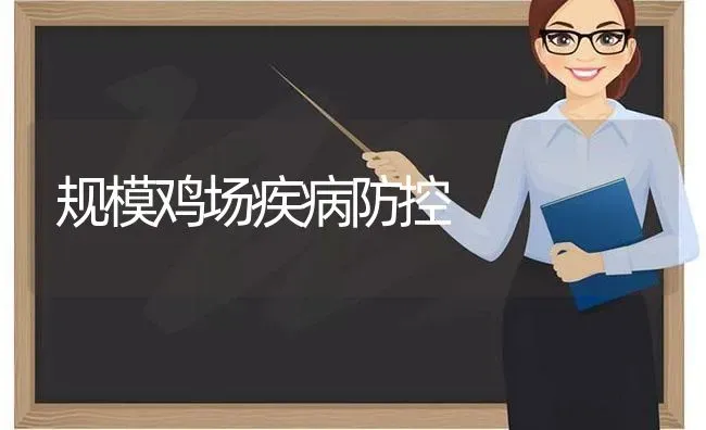 规模鸡场疾病防控 | 家禽养殖