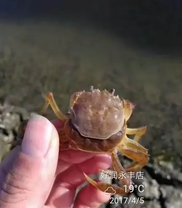 为了让河蟹更顺利的蜕壳，这样做会更好！