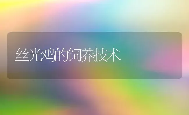 丝光鸡的饲养技术 | 家禽养殖