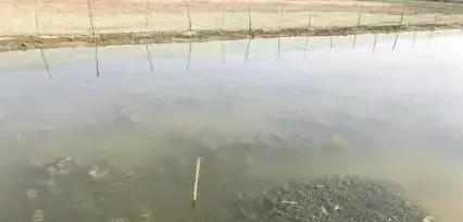 河蟹塘水浑、草脏怎么办？—肥水补碳，除脏长草！