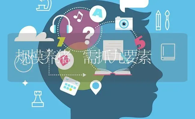 规模养猪 需抓九要素 | 家畜养殖