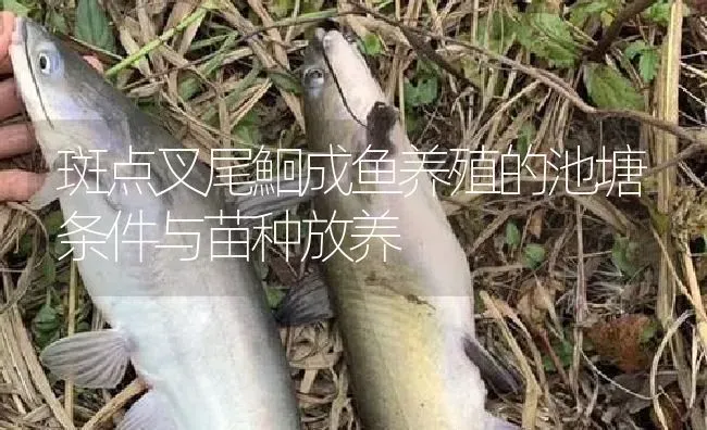 斑点叉尾鮰成鱼养殖的池塘条件与苗种放养 | 淡水养殖