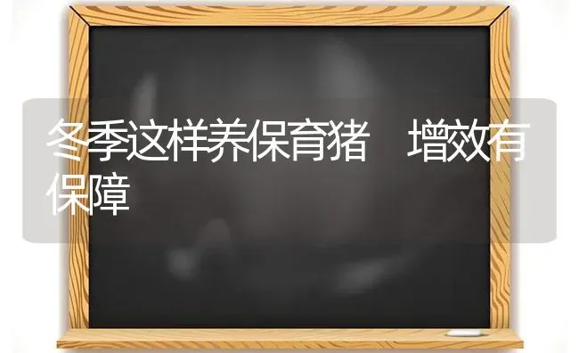 冬季这样养保育猪 增效有保障 | 家畜养殖