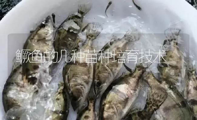 鳜鱼的几种苗种培育技术 | 淡水养殖