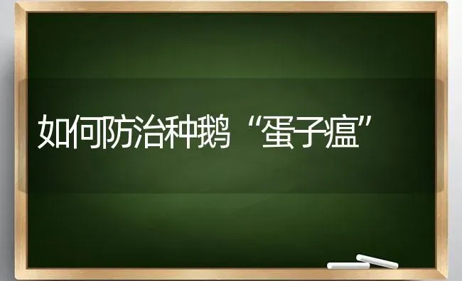 如何防治种鹅“蛋子瘟” | 家禽养殖